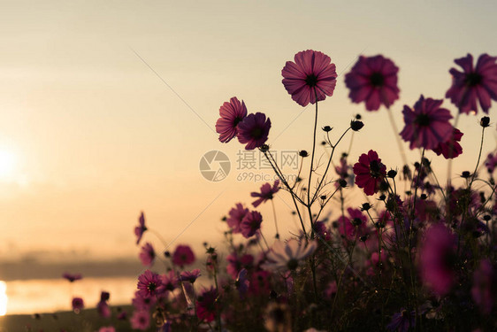 公园草原的波斯菊花图片