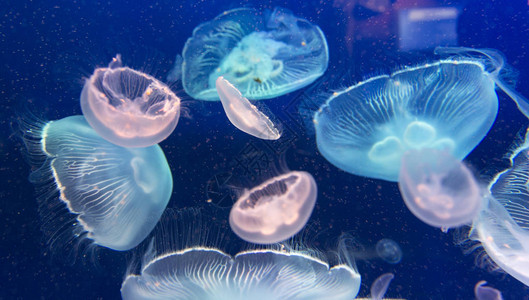 在彩色灯光下Jellyfish在彩色灯图片