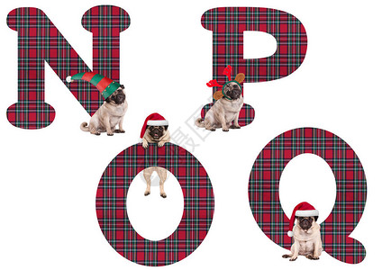 可爱的圣诞哈巴狗小字母NPOQ孤背景图片