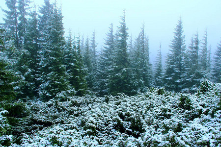 在一年中第一次下雪后绿林茂密图片