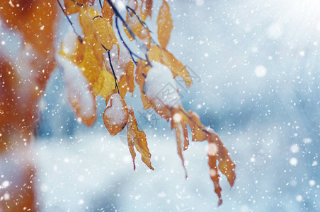 在雪地里的黄色叶子在太阳深秋和初冬具有浅自由度的模糊自然背图片