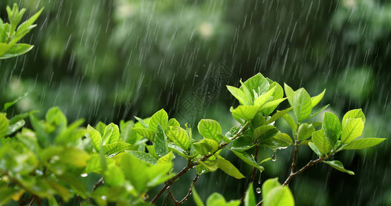 雨季大雨下鲜绿叶枝背景图片