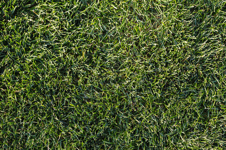 绿草明亮天然背景夏季公园草坪草地纹图片