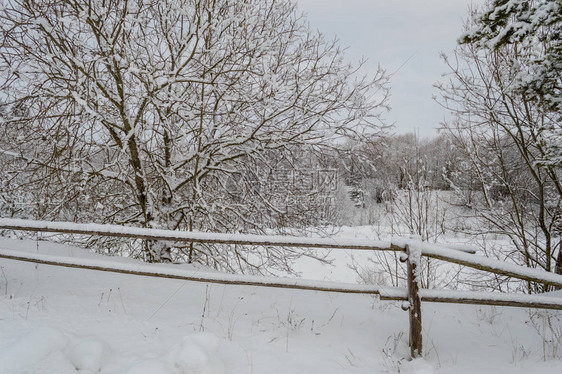 冬季农村景象雪覆盖树木和乡村路道图片