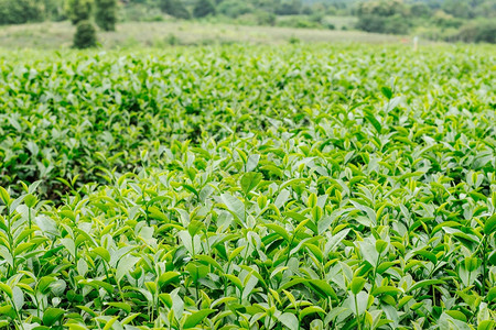 茶叶生长在农场图片