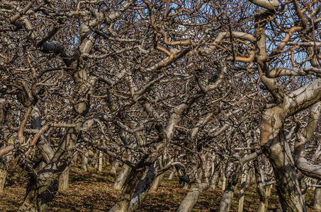 田野里的许多苹果树枝图片