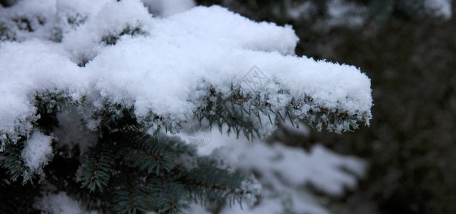 圣诞节冬天背景与霜松树图片