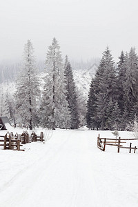 山中美丽的雪景圣诞节的冬日美景图片