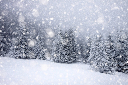 大雪中积雪覆盖的冷杉图片