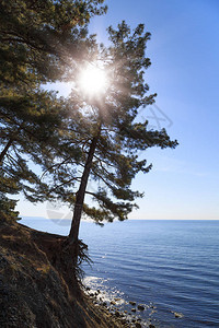 太阳的光线穿过海边悬崖上生长的图片