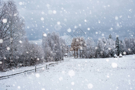 山上的雪覆盖了树木和大雪圣诞图片