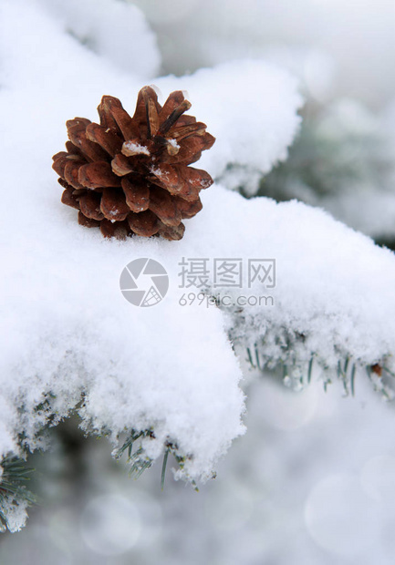 雪之冬森林的树枝分支图片