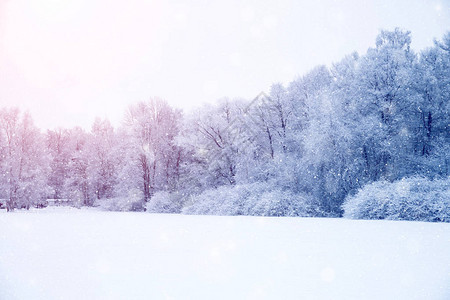 冬季奇景背地貌树木雪中的森林圣诞图片