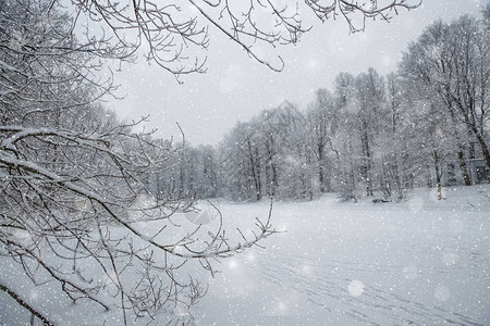 冬季奇景背地貌树木雪中的森林圣诞图片