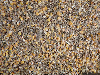 谷物玉米小麦黑麦的混合物图片