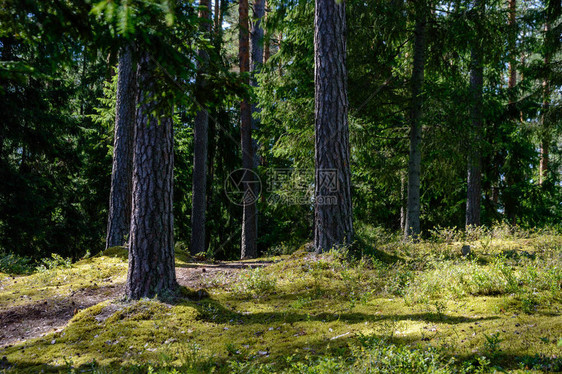 美丽的乡村风景在Latvia的自然图片