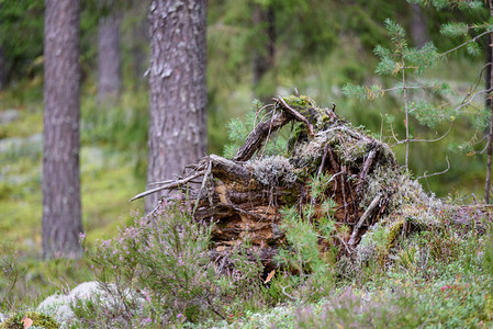 夏季森林中的旧破碎树桩Latvia的自然图片