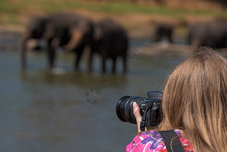制作大象照片的游猎活动期间图片