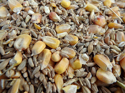 谷物玉米小麦黑麦的混合物图片