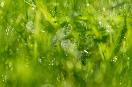 夏天的花朵和深夜太阳下弯曲的抽光鲜花图片