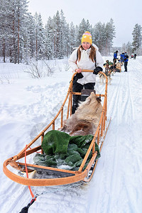 妇女骑在罗瓦涅米森林的哈斯基狗雪橇上图片