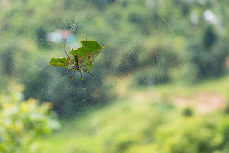 尼泊尔波克拉附近的网上蜘蛛Nephilap图片