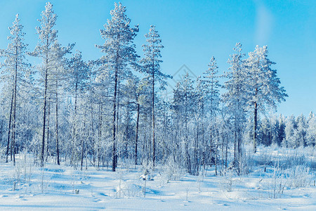 芬兰拉普兰罗瓦涅米冬季图片