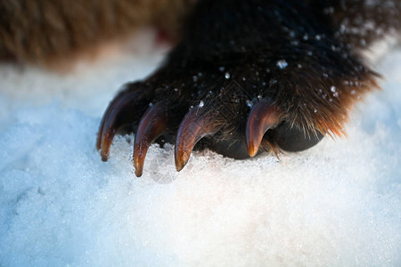 有爪子的前爪堪察加棕熊在雪地里春雪上捕食者爪子上的图片