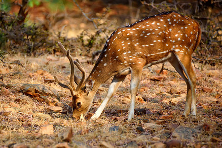 印度兰坦博尔储备区内的雄斑鹿或轴栖息地放牧图片