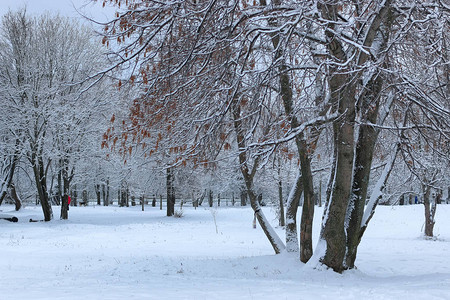 景观冬季公园树木户外下雪天图片