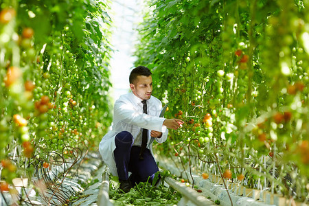 当代温室工人蹲在番茄植物之间的过道上学图片