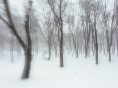 冬季森林中积雪暴雨的抽图片