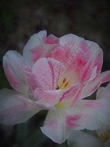 粉色和白色的郁金香图片