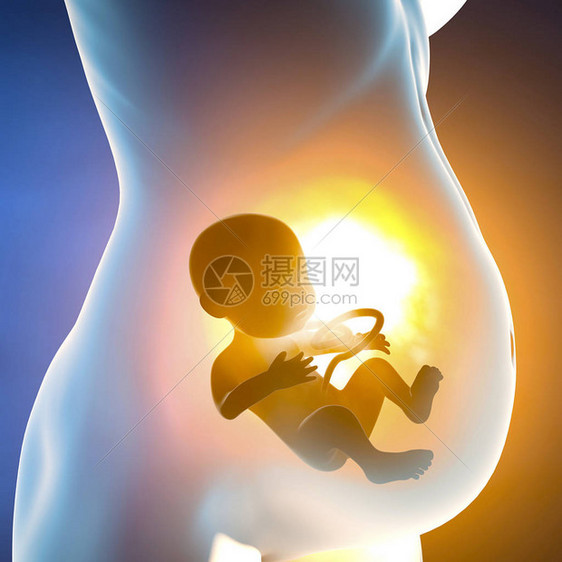 怀孕的妇女和孩子在子宫里腹段与胎儿生长图片