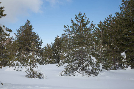 冬天在树林里的松针上积雪图片