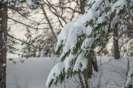 冬天在树林里的松针上积雪图片
