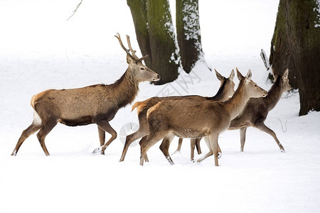 鹿与家庭在奔跑在冬天图片