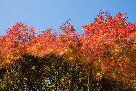 日本京都秋季岚山美丽的自然风光岚山是京都图片