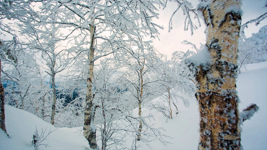 冬季风景雪背景与树木严寒的冬季风景与白雪覆盖的树木自然分支视频喀尔巴阡山脉全景中的冰冻森林和草地图片