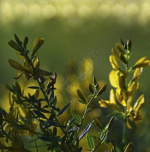 花林花卉美丽的背景夏日落时分图片