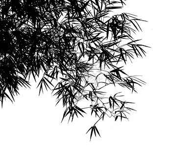 装饰竹子枝在白色图片