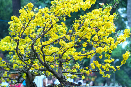 杏花开在越南农历新年图片