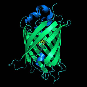 AequireaVictoria绿色荧光蛋图片