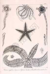 海参详情页动物的插图复古形象背景