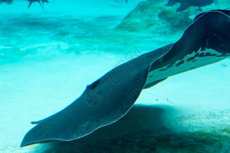 新加坡水下海水族馆的鲨鱼刺图片