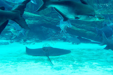 新加坡水下海水族馆的鲨鱼刺图片