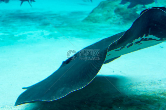 新加坡河川生态园和新加坡动物园水族馆图片