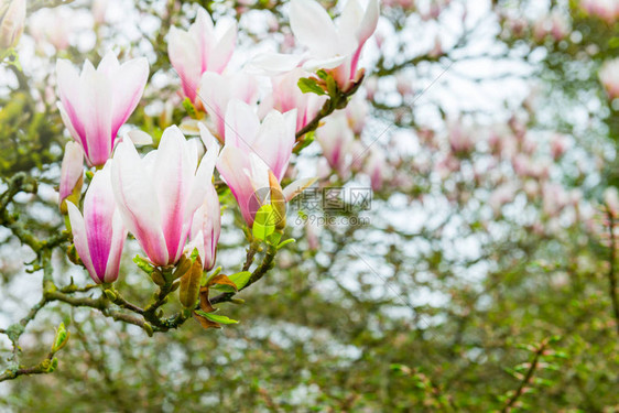 在英国属花园的Springtime英国图片