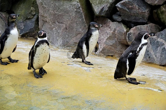 一群Humboldt企鹅在图片