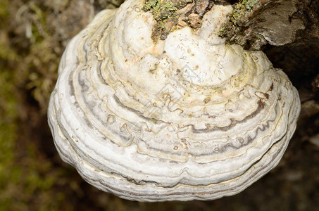 胡迪蘑菇生长在树桩图片